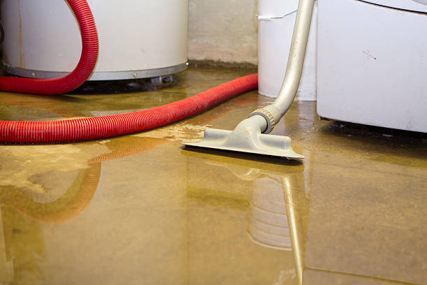 Best Mold removal after water damage  in Windom, MN